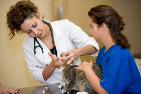 A Pet Hospital in Riverside, CA Offers All Services Under One Roof