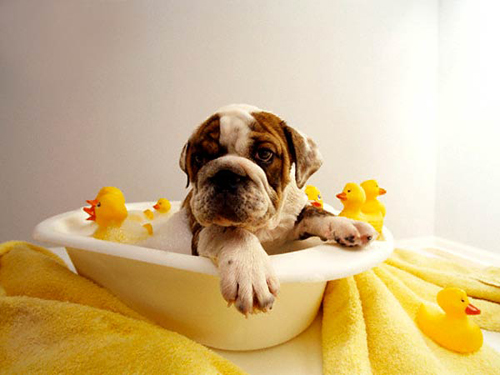Pet Grooming Services Indianapolis, IN: Bring Gentle Care Right to Your Doorstep