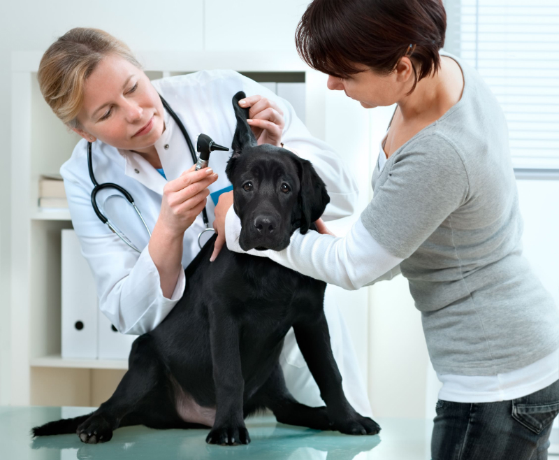 When You Need Veterinary Hospitals in Richmond TX