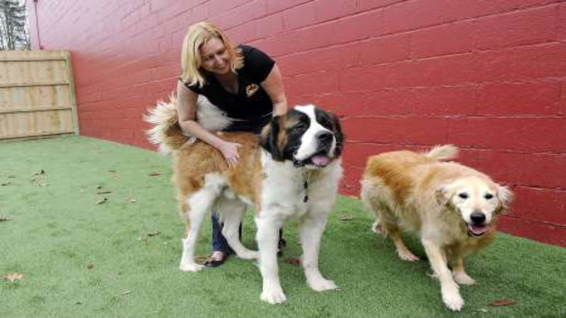 Basic Dog Training at Home: 5 Foundational Cues Every Dog Should Know