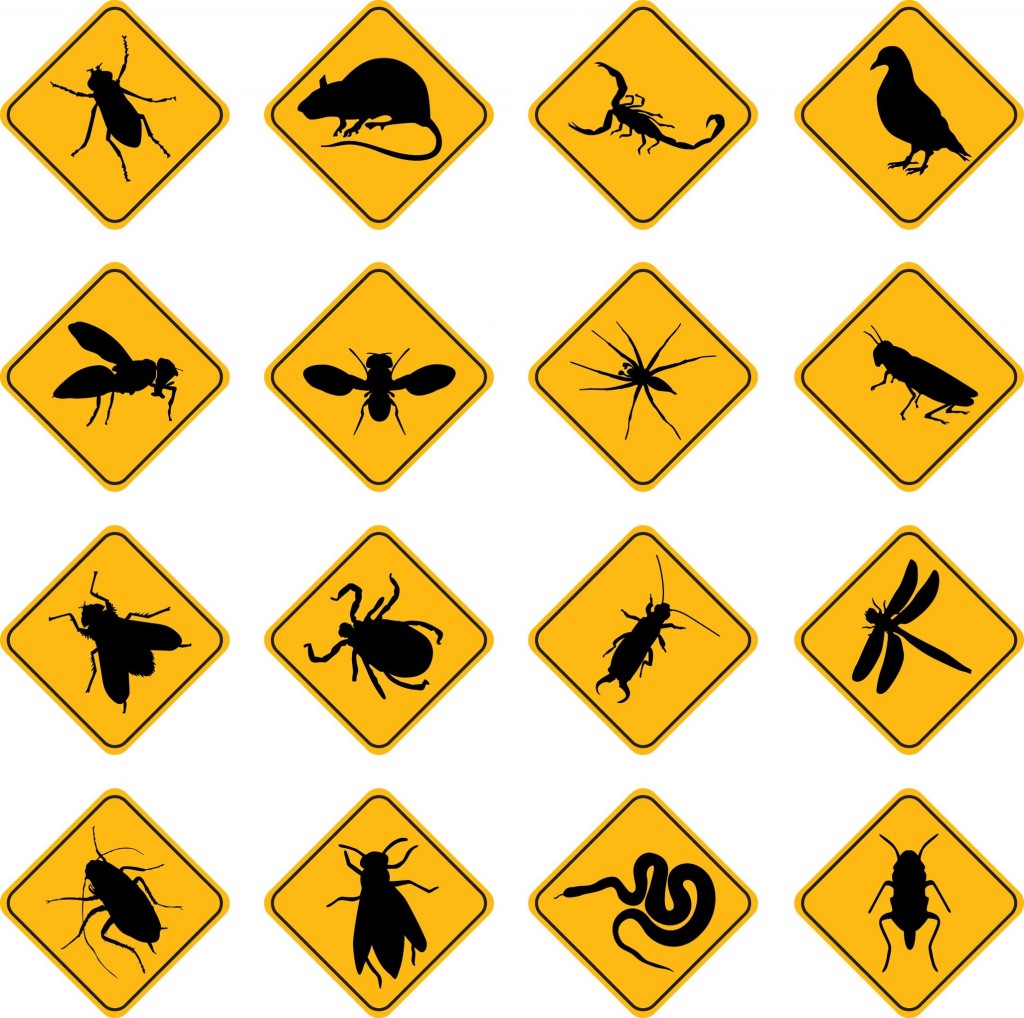 Dealing with Termites through Professional Pest Control in Sacramento, CA