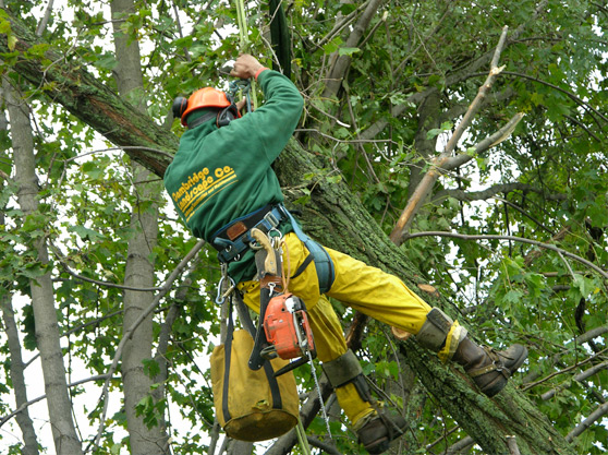 How a Tree Service Company in Crestview, FL Can Save You Time and Prevent Costly Damage