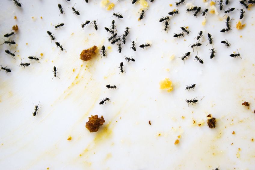 Choosing An Experienced Ant Exterminator in Tulsa OK