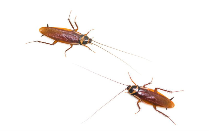 Warning Signs Your Home Needs Cockroach Treatment