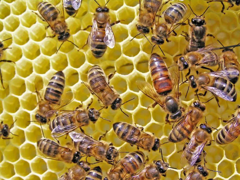 Successful Bee Removal In Oceanside