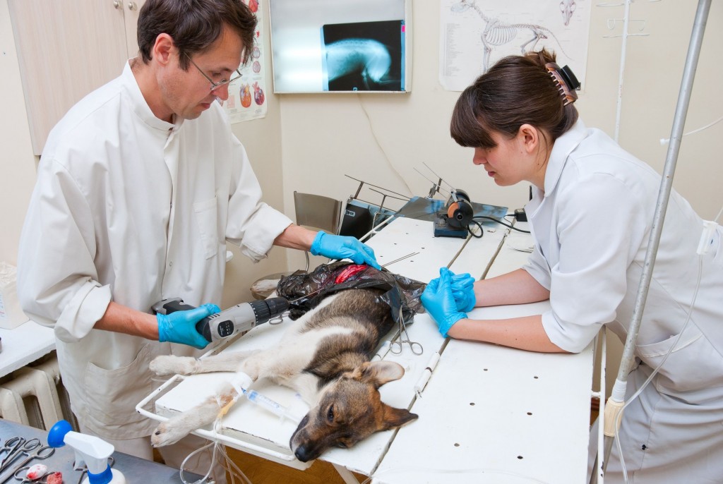 Finding a Reputable Animal Medical Center in Alexandria VA