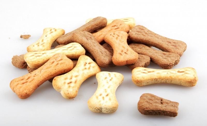 Quick Guide to Finding a 24 Hour Emergency Veterinarian Seattle WA When Minutes Matter