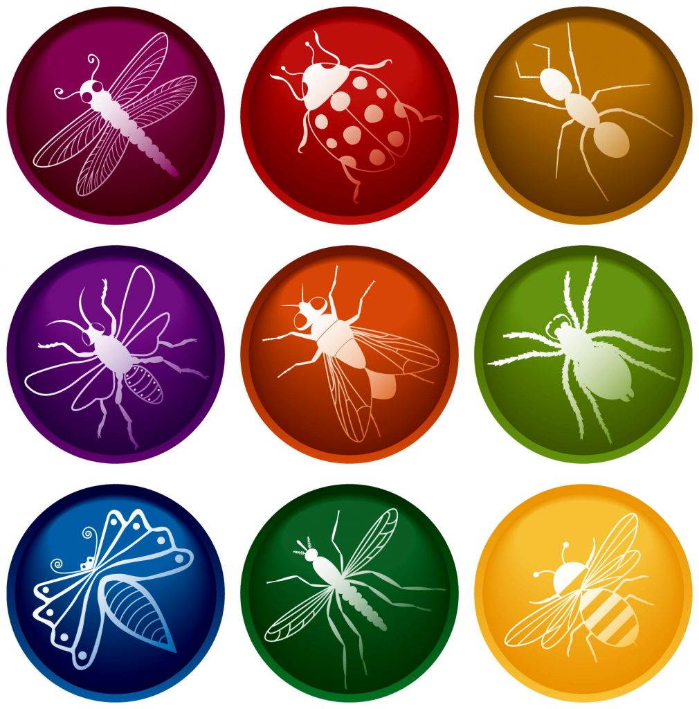 Why Professional Bed Bug Treatment in Wellington, Florida Is Becoming Common