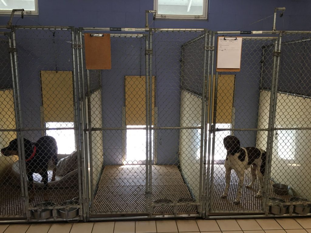 After Hour Care And Emergency Pet Surgery in Bridgeport