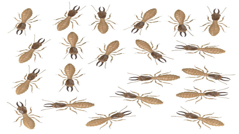 Do You Need a Termite Exterminator in Plymouth, MA?