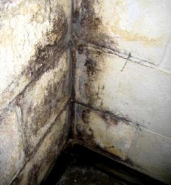 Key Steps for Reliable Basement Damp-proofing Wheeling, WV Homeowners Should Know