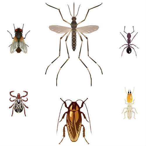 Termite and Ants Control Services in Fairfax, VA Are Easy to Find and Easy to Afford