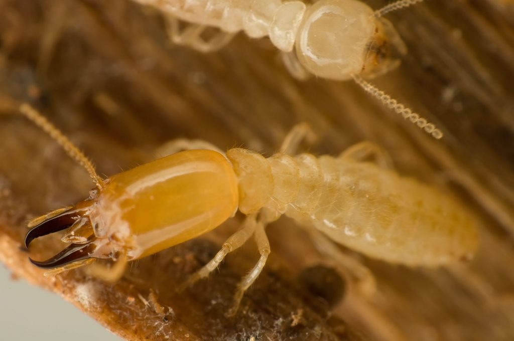 4 Tips for Choosing a Company to Get Rid of Termites in Columbia, MD