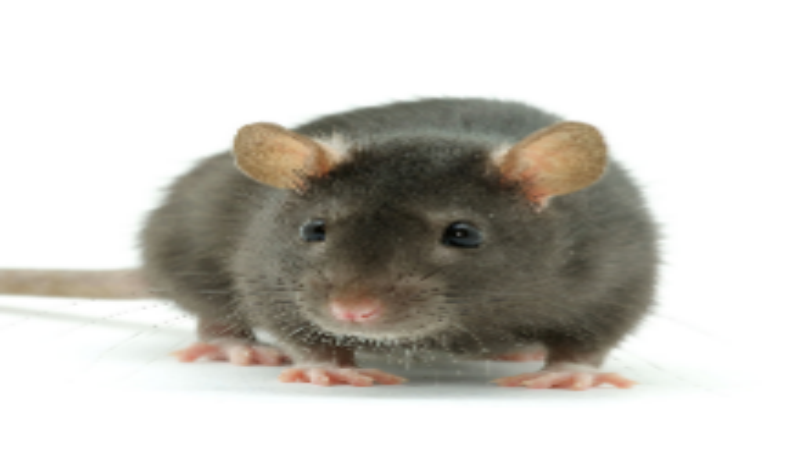 Professional Rodent Control Service in Plymouth, MA Enables You to Get Rid of Pests Quickly