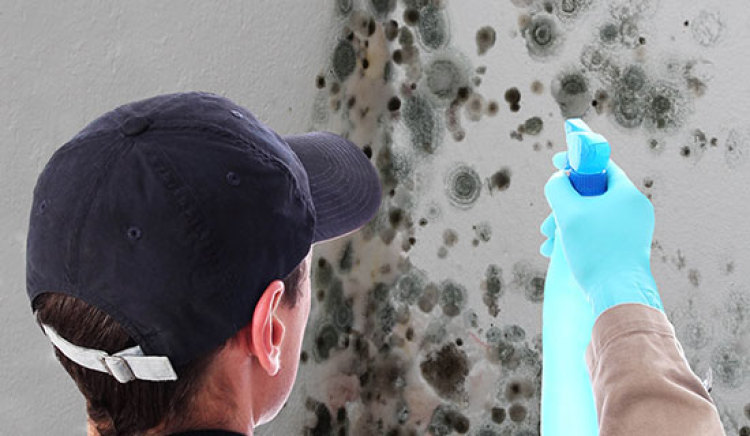 How to Prepare for Mold Removal in Alexandria, VA