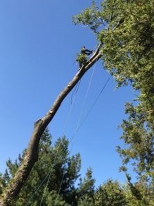 The Real Benefits of Hiring Lot Cleaners Carmel Valley CA for Property Maintenance