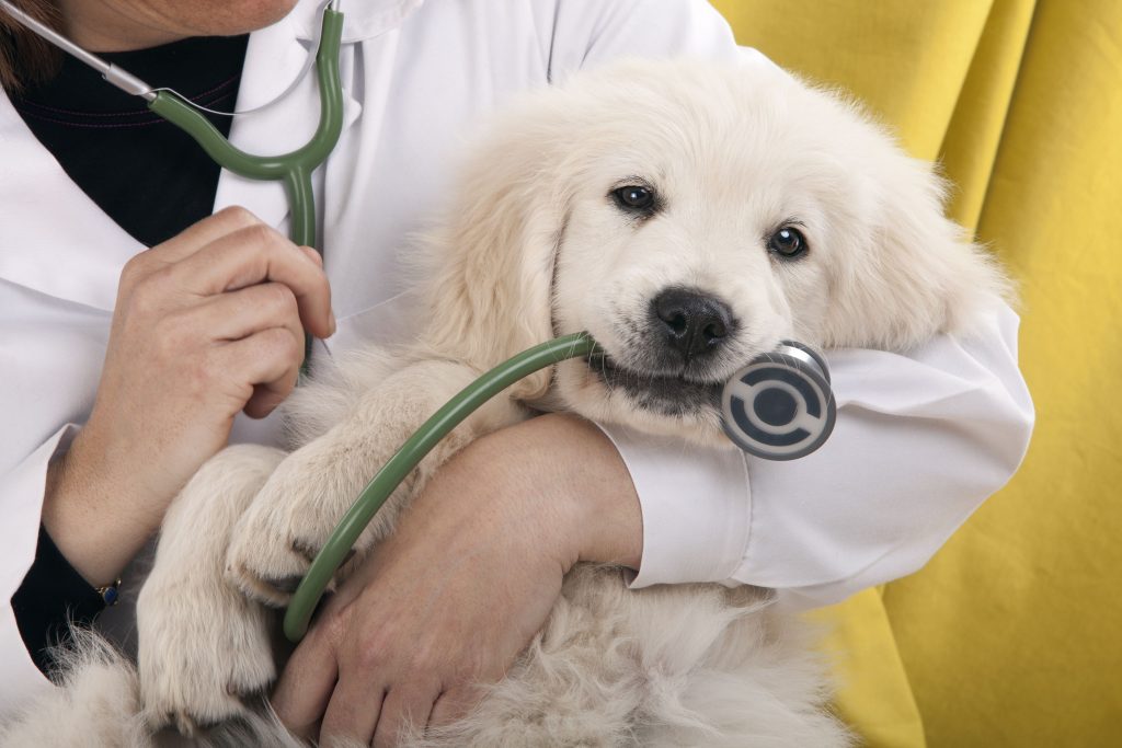 Signs of the Best Veterinarians in Louisville, KY