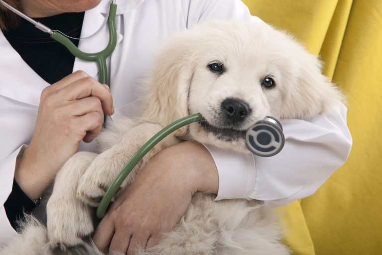 Signs of the Best Veterinarians in Louisville, KY