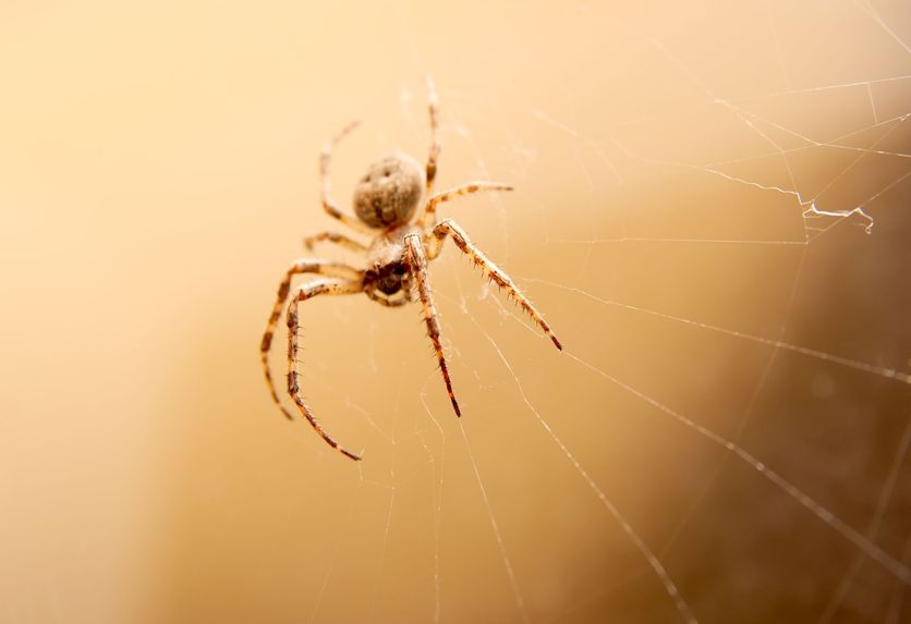 How to Tell if it’s Time to Contact Spiders Removal Services in Arlington, VA