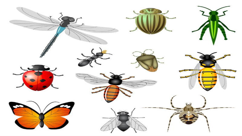 This Is Why You Need Pest Control in Plymouth, MA