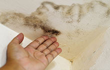 Have Mold Inspections in Ashburn, VA