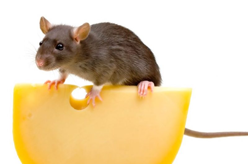 Do You Need Rodent Removal in Baltimore, MD?