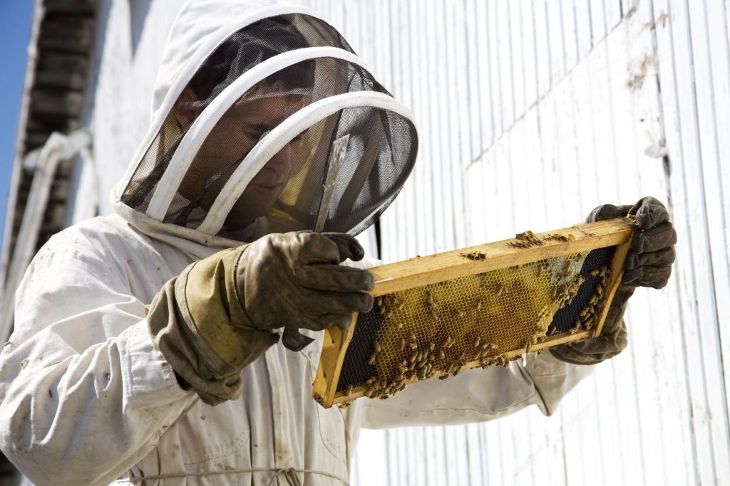 Bees Removal Services in Washington, PA Save Both Bees and Homeowners