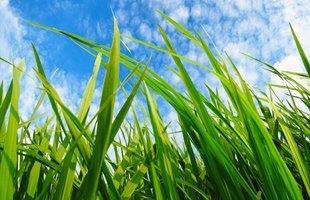 Six Reasons Homeowners Need Professional Weed Control in Spokane
