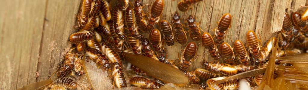 Signs it’s Time to Call a Pest Exterminator in Baltimore, MD