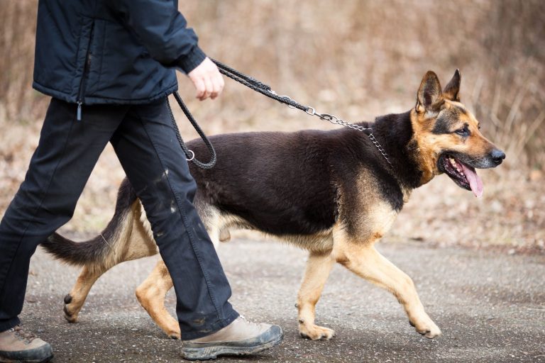 Find a Good Home Away From Home for Your Pooch When You Are on Vacation