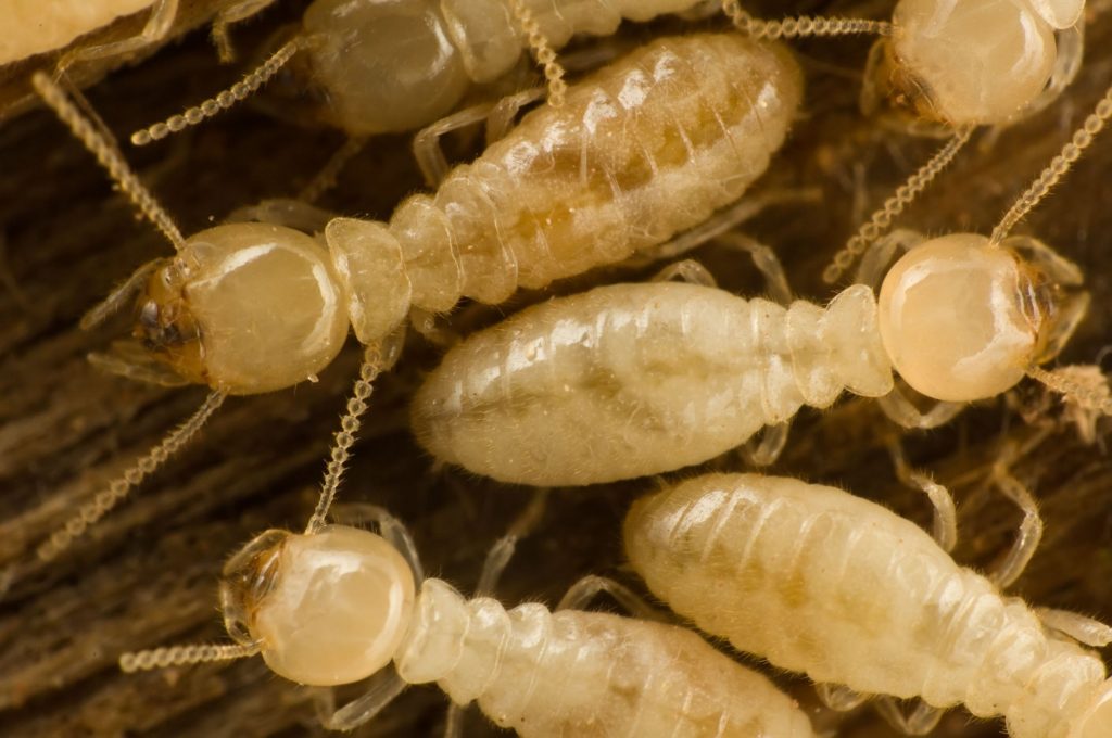 Eliminating the Threat of Termites in Columbia MD