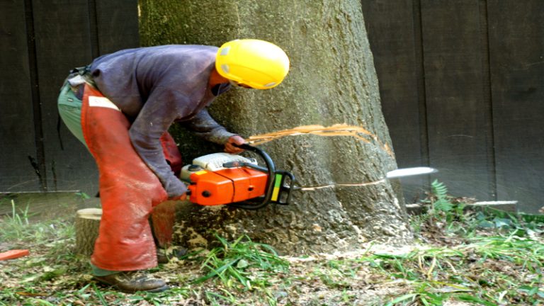 Tree Service State College PA Tips for Healthy Trees Throughout Changing Seasons