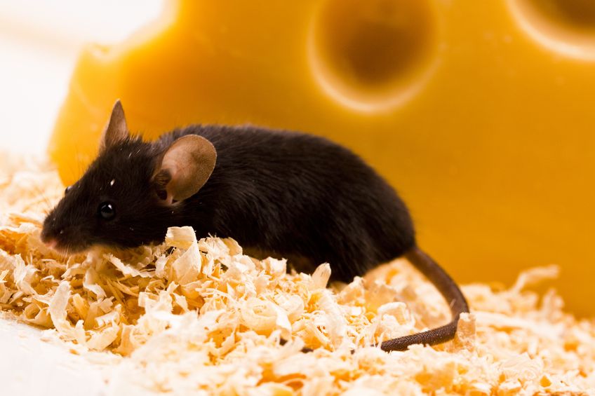 2 Reasons to Leave Baltimore MD Rodent Removal to the Professionals