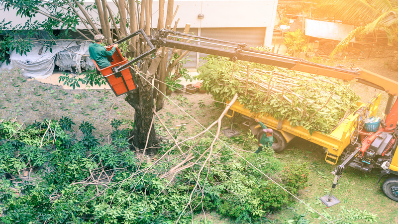 What Exactly Can A Client Expect from Tree Trimming in Decatur, GA?