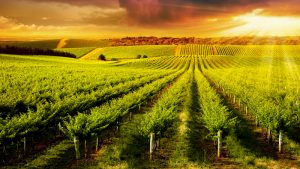 How to Increase Produce through a Reliable Smart Farming System in MA