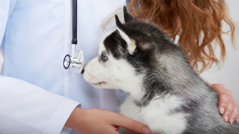 4 Essential Questions to Ask a Pet Training Service in Parkville MO