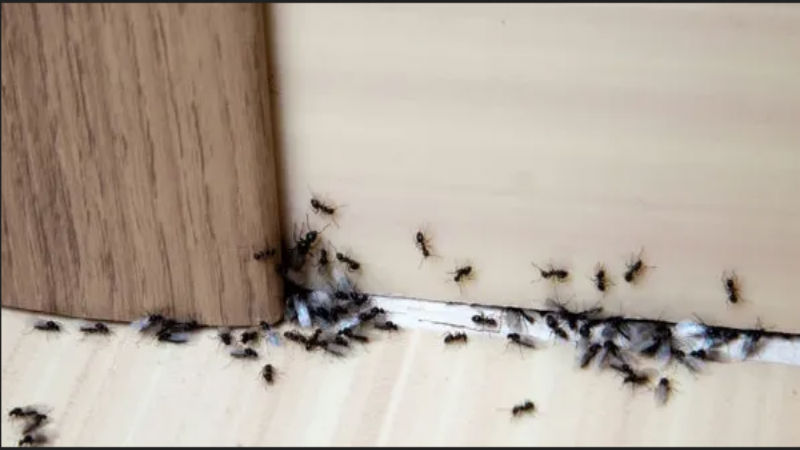 The Most Efficient Bed Bug Treatment In Cabot AR