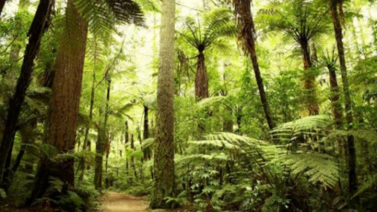 Contact a Storm Damage Tree Removal Service in Fayetteville GA Today