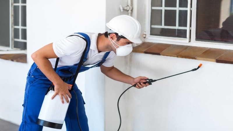 Reasons Why Professional Pest Control in Peachtree City, GA, Is So Important
