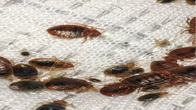 What is the Best Bed Bug treatment in Cabot, AR?