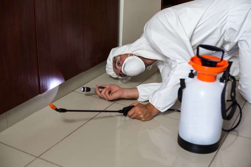 A Basic Guide for Termite Treatment in Peachtree City GA