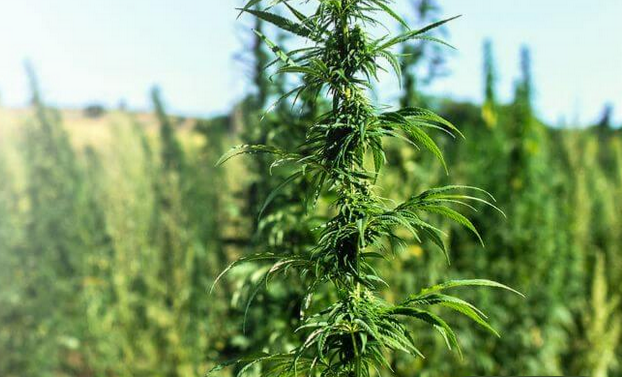 The Purposes of Using CBD Oil Tincture, for Your Better Health