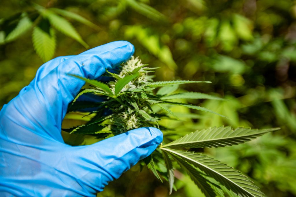 All You Need to Know About Cannabis Production Industry