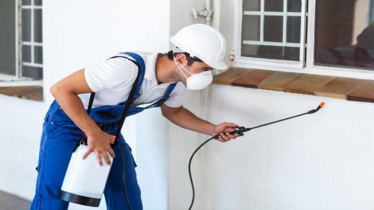 Why Emergency Pest Control in New Philadelphia, OH, Is Essential for Home Safety