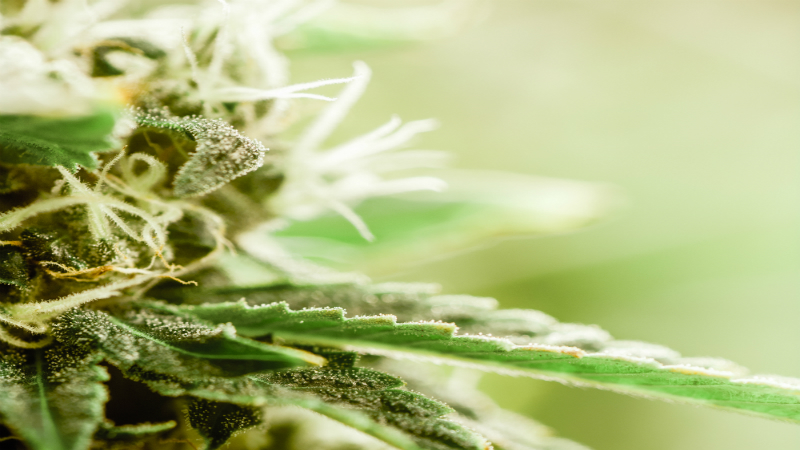 Here are Prominent Benefits Your Dog Will Reap from CBD Pet Tincture