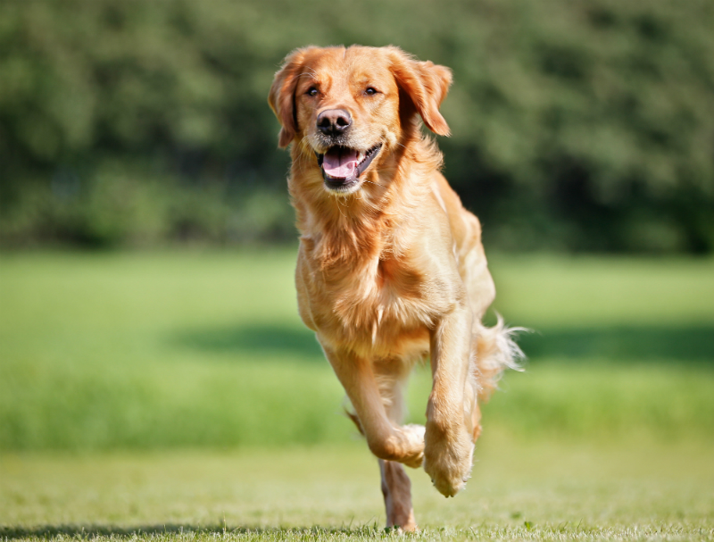Frequently Asked Questions About Dog Obedience Training In Houston TX