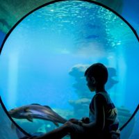Finding the Best Things to Do with Kids in Miami