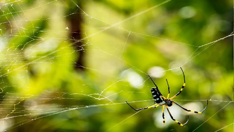When It’s Time to Call for Professional Pest Control