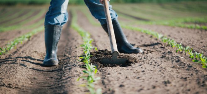 Food Safety Management System: What Is It?