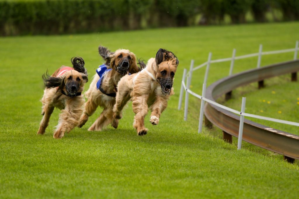 Puppy Training: the Key to Make Their Lives and Yours Better